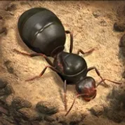 Games The Ants